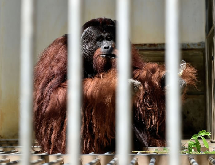 收容中心亦饲养获救的成年婆罗洲猩猩。