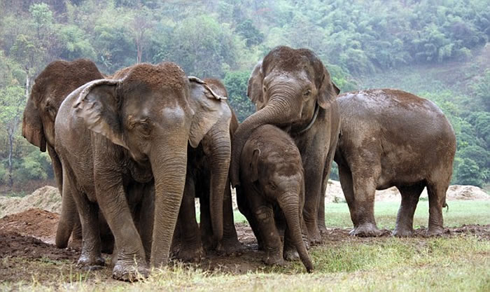 非洲森林象或在10年内绝种 每年有1.2万至1.5万头被猎杀盗取象牙