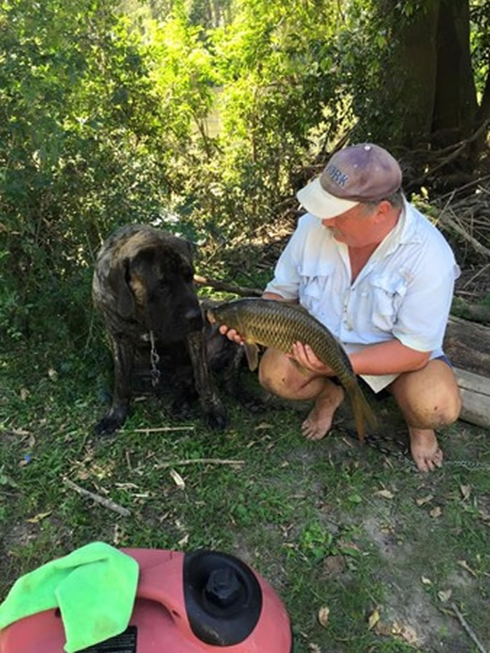 澳大利亚最大的狗:英国獒犬Baron重达113公斤