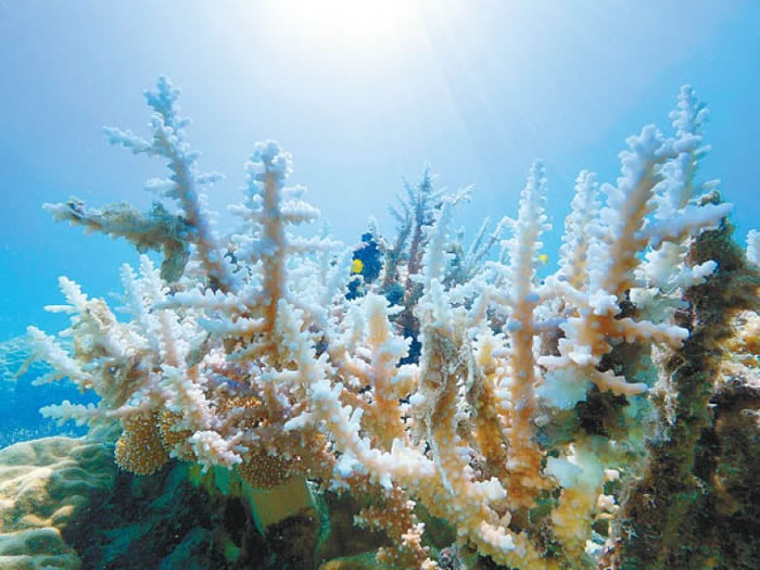 气候暖化摧毁海洋生态 散播疾病中断食物链