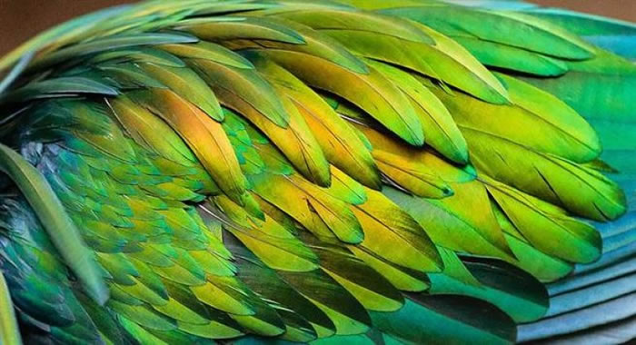 由于没有天敌,尼科巴鸽子的羽衣发展得非常璀璨。