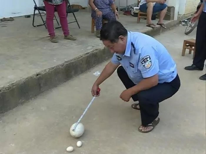 �޵���17���ף���12���ף���1.9���