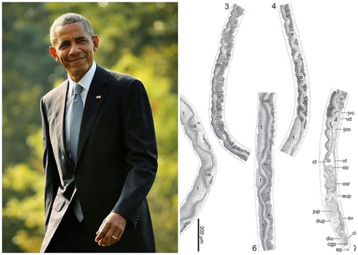 普莱特以美国总统奥巴马(左图)的名字,来命名其发现的寄生虫(右图)。