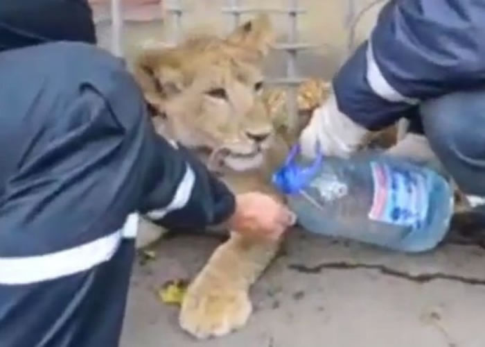 ����˹5���´���ʨ������ʧ�����ܳ�����Ŀ��