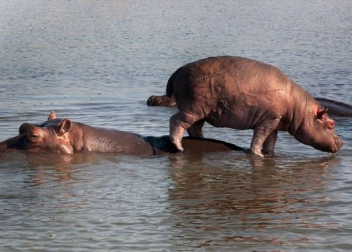 南非一动物园杀死多只河马。