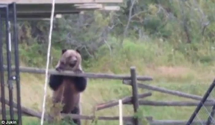 ���ô�3ֻ���ܴ�ͥԺץѼ 2��1����������