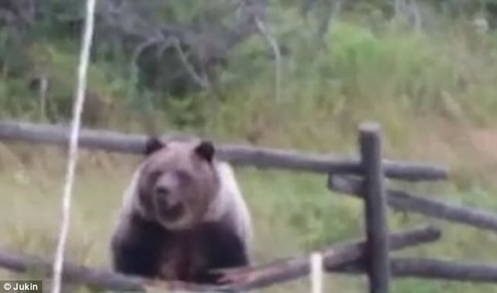 ���ô�3ֻ���ܴ�ͥԺץѼ 2��1����������