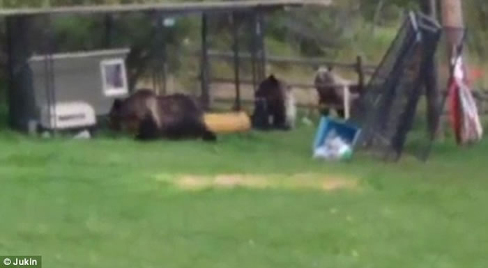 ���ô�3ֻ���ܴ�ͥԺץѼ 2��1����������