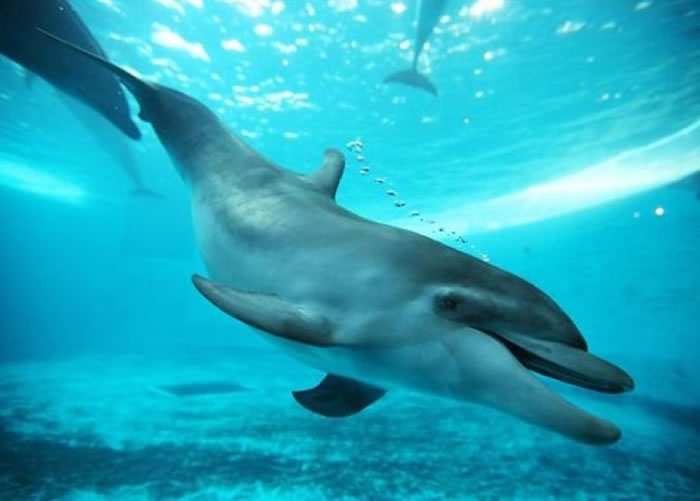 小海豚不幸摔死。