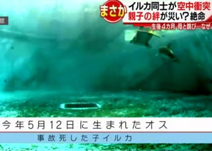 下关水族馆海响馆育有多条海豚。