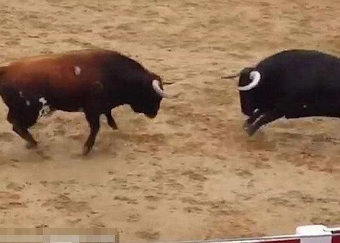 两头蛮牛见到对方即萌起战意,蓄势待发。