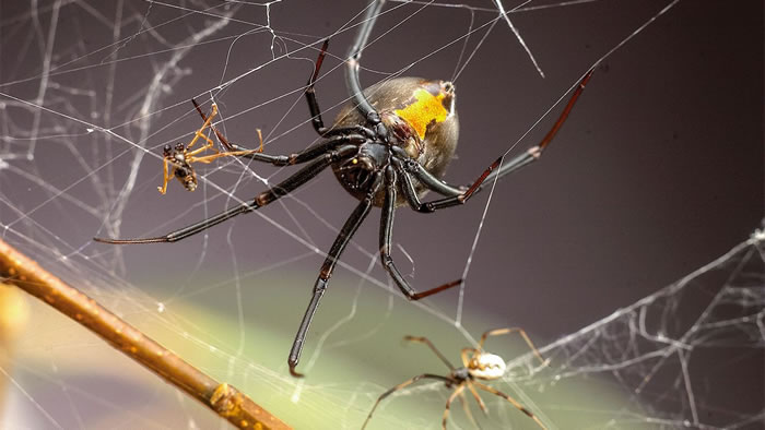 公蜘蛛为避免成为“黑寡妇”母蜘蛛的食物,现在专找“未成年”母蜘蛛交配保命
