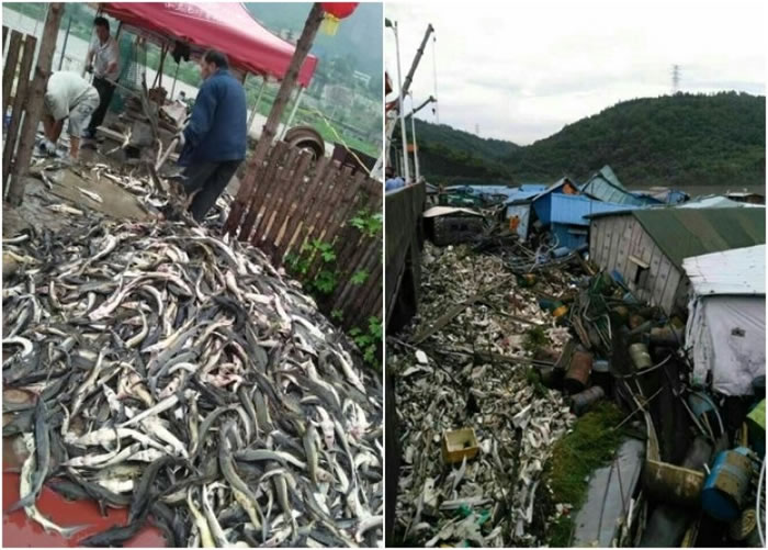 近万吨外来鲟鱼、杂交鲟鱼逃逸,恐对长江造成深远影响。