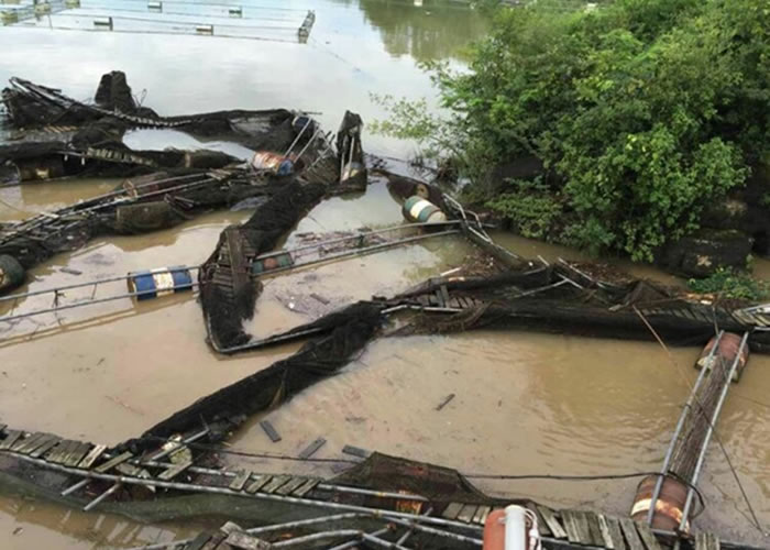 网箱遭受洪水冲击而损毁。