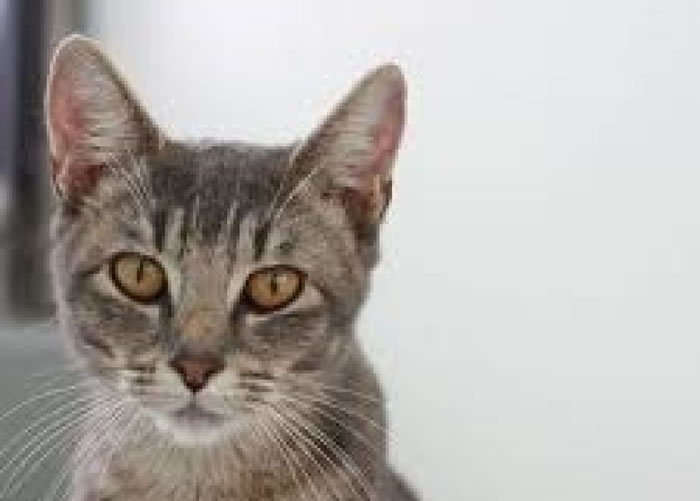 ר��ָ������è����ֶ�����֡�