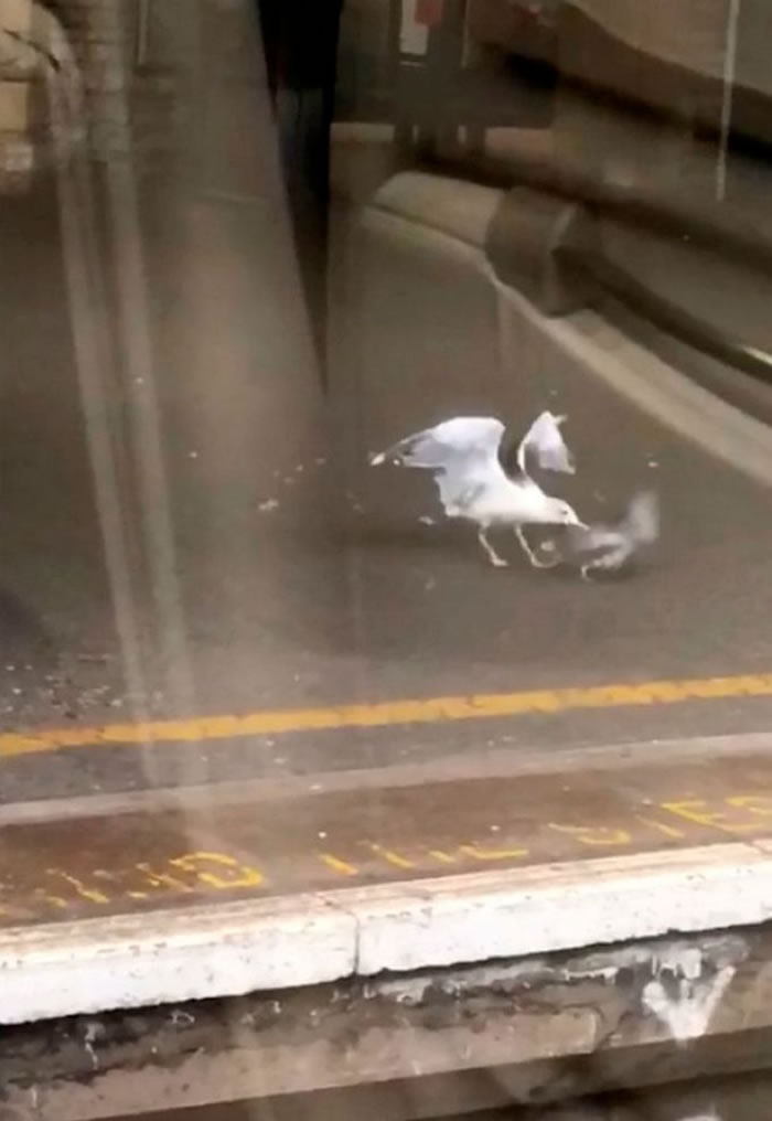 英国地铁月台上海鸥活生生吃掉白鸽