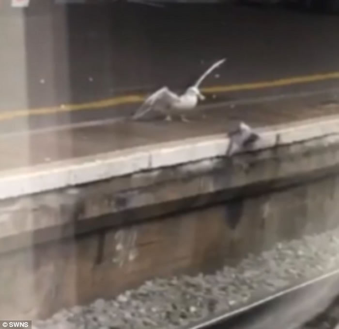 英国地铁月台上海鸥活生生吃掉白鸽