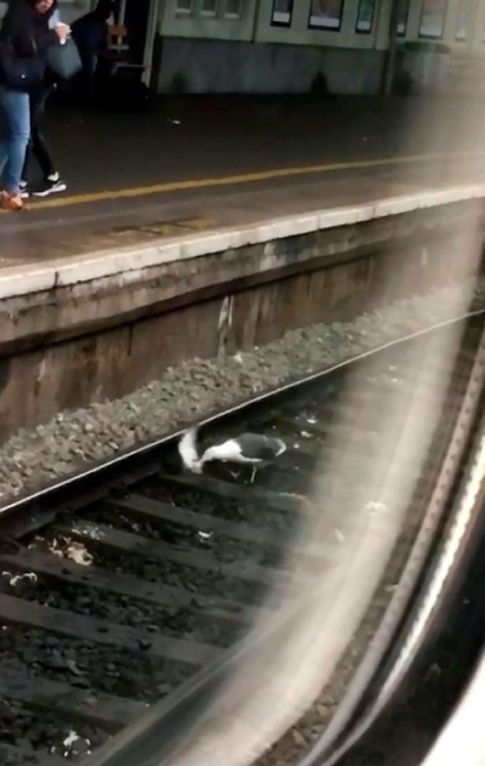 英国地铁月台上海鸥活生生吃掉白鸽