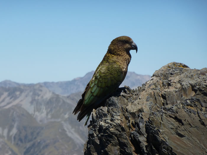 ����Ψһ�����ڸ�ɽ�����������������ġ������پ���Σ��