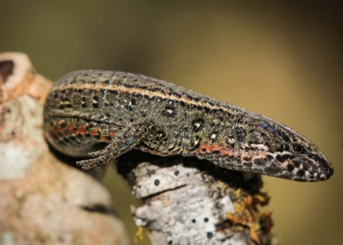 秘鲁发现逾百新物种生物。