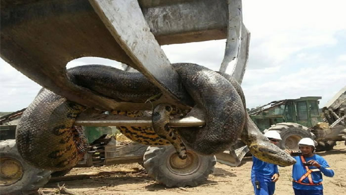 巴西工地爆破工程后发现重400公斤超级大森蚺 可能打破世界纪录