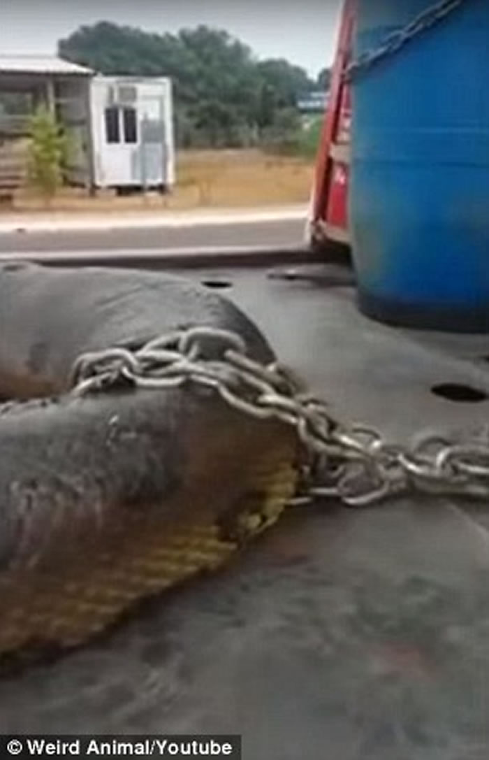 巴西工地爆破工程后发现重400公斤超级大森蚺 可能打破世界纪录