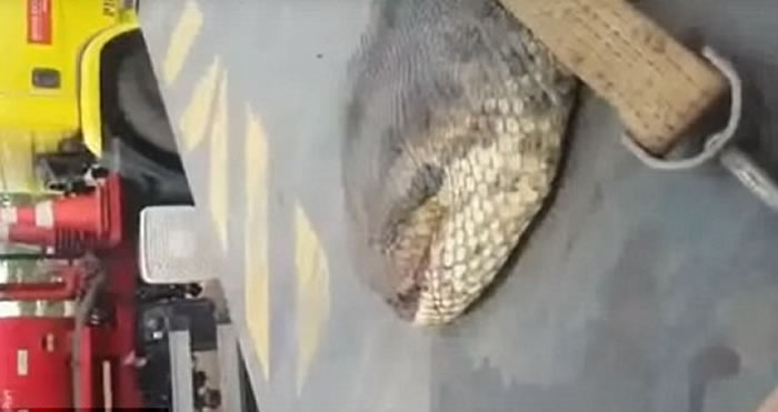 巴西工地爆破工程后发现重400公斤超级大森蚺 可能打破世界纪录