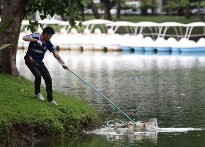 泰国政府上周二大规模捕捉曼谷伦披尼公园(Lumpini Park)内的泽巨蜥