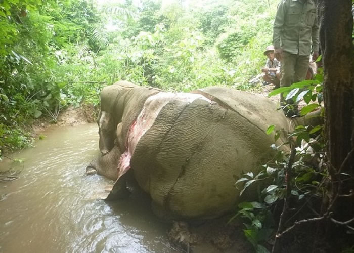 已死去的大象被割去部分象皮。