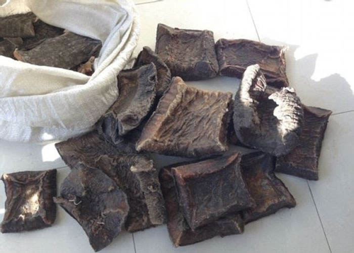 据指因中国人认为大象皮入药甚有疗效,故此需求大增。