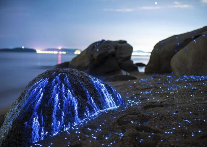 海萤如像石头所流出的眼泪。