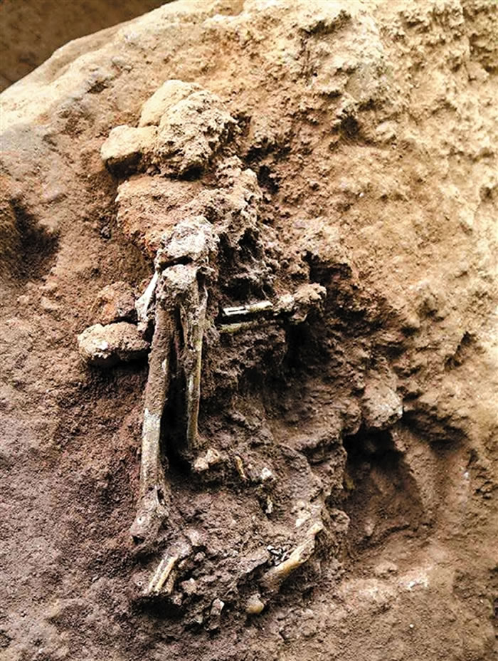 广东省英德市青塘镇黄门岩1号洞出土1万多年前的完整古人类化石