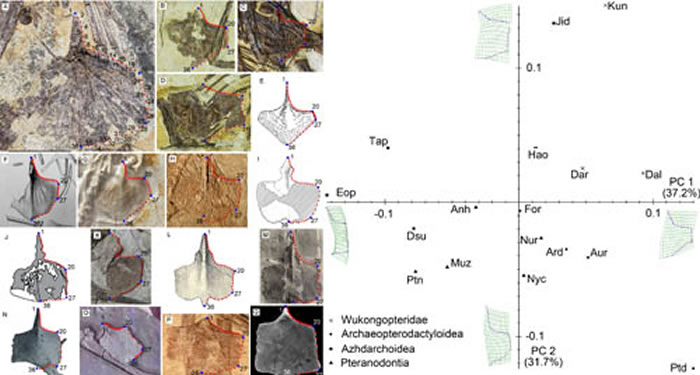 翼龙胸骨的几何形态分析 (蒋顺兴、汪筱林供图)
