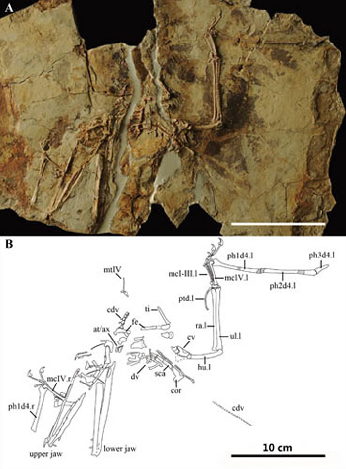 悟空翼龙科新材料及其线条图 (蒋顺兴、汪筱林供图)