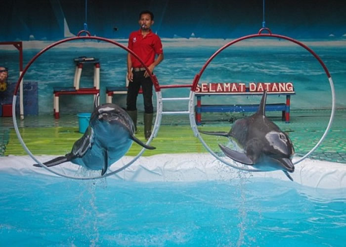 海豚被指挥表演跳圈。