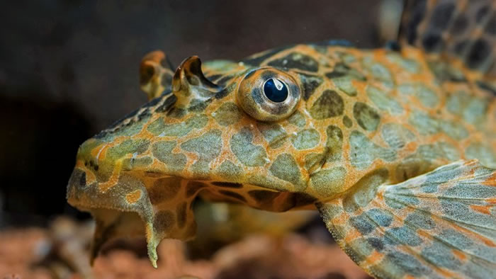 研究人员一直困惑于真骨鱼类如何进化出多样性惊人的体型。