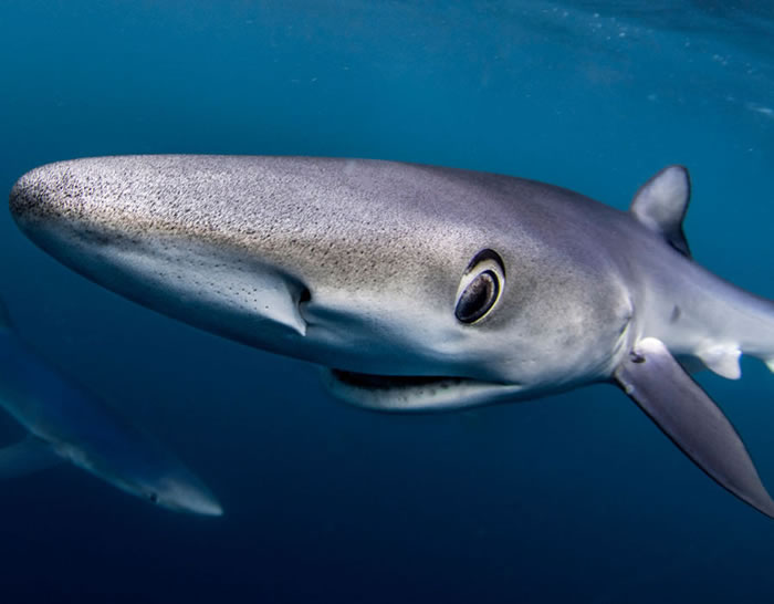 ������Ӣ�׺�Ͽ��ʳ ��ǱˮԱ��������