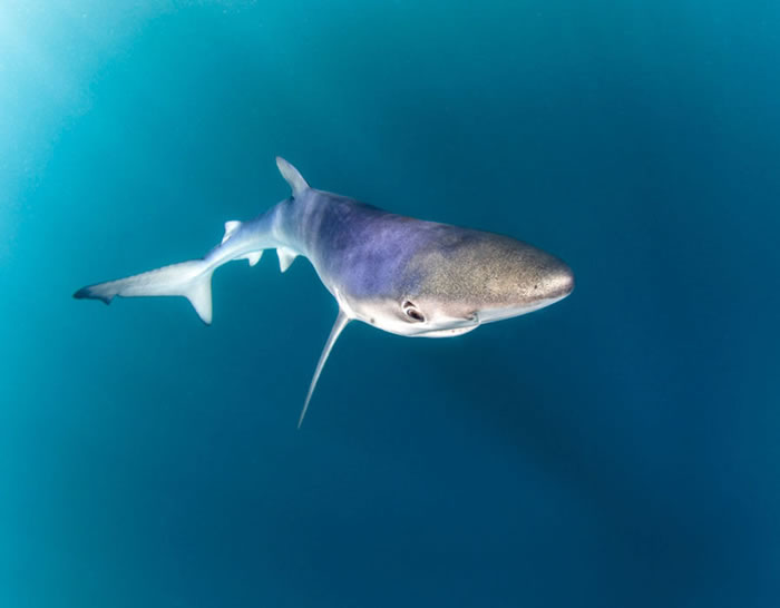 ������Ӣ�׺�Ͽ��ʳ ��ǱˮԱ��������