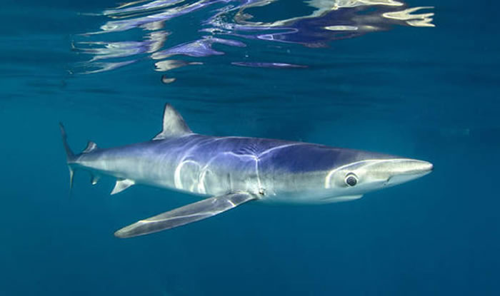 ������Ӣ�׺�Ͽ��ʳ ��ǱˮԱ��������