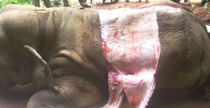 缅甸大象惨遭猎杀剥皮 象皮将运到中国出售