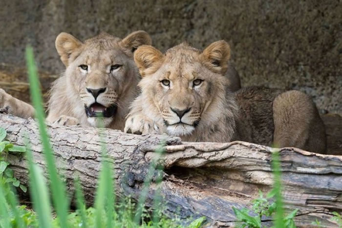 MotshegetsiMajoӣMotshegetsiЧұɱ