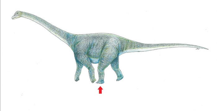 泰坦巨龙属草食性。