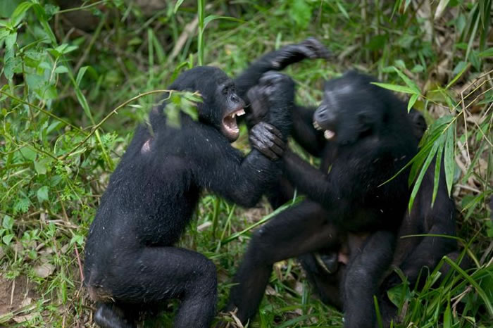 �չ����͹���һ�������������У���ֻ�����������ڴ����֡� PHOTOGRAPH BY CYRIL RUOSO, MINDEN PICTURES, NATIONA