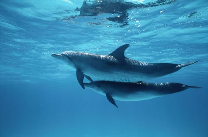 �������ֱ���Ϊ�Ը��º͵ĺ������鶯������ֹ�ɱ�����̵ļ�¼�� PHOTOGRAPH BY WOLCOTT HENRY