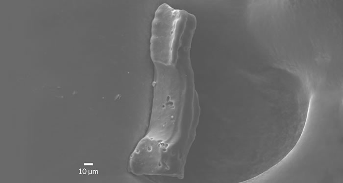 5600万年前大型陨星碰撞地球促使最早的灵长类动物进化形成