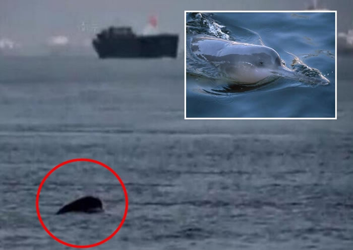 “长江女神”白鱀豚曾被指已灭绝,但民间考察队前日在长江附近水域发现疑似白鱀豚的踪影。