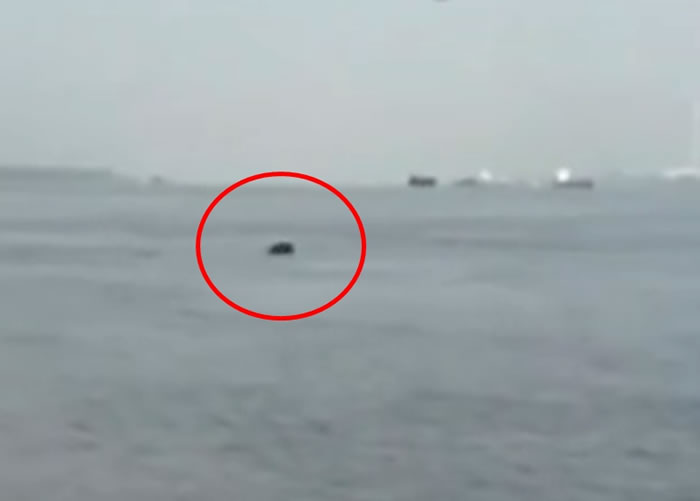 民间考察队在长江安徽芜湖黑沙洲附近水域,发现疑似白鱀豚出没。