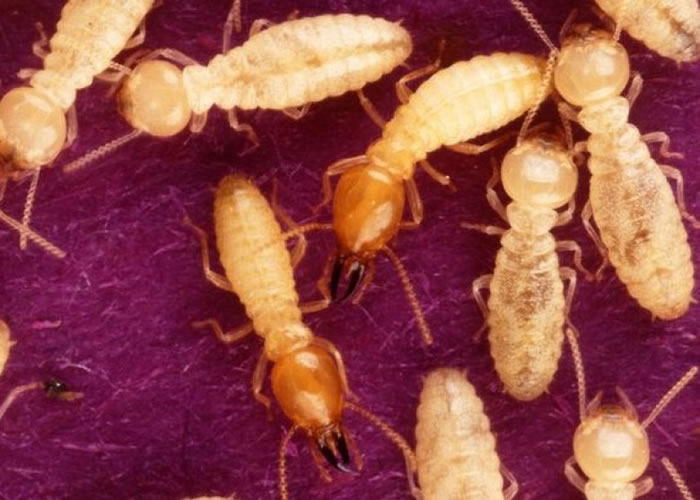 福莫萨白蚁可能会侵略欧洲。