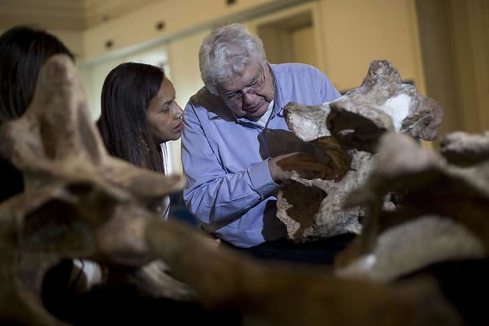 巴西最大恐龙化石Austroposeidon magnificus发现逾60年后首度公开展示