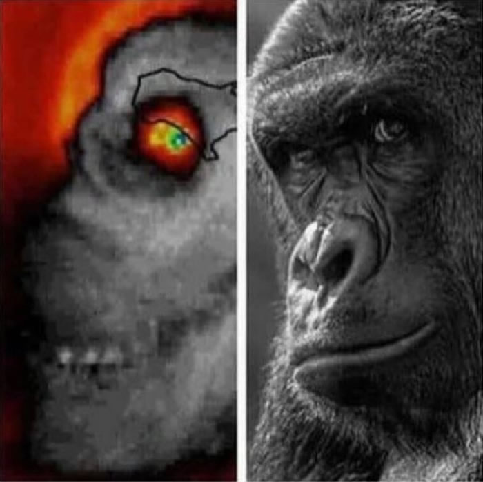 ���������ˣ�NASA�ġ����ޡ�쫷�����Ӱ���о��ֱ���ɱ�Ĵ�����Harambe���ӣ�